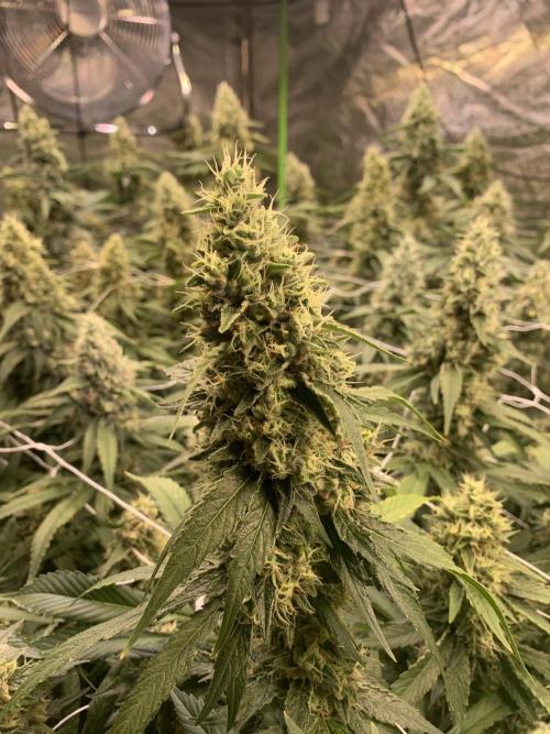 Euforia. High frequency fertigation. Week 11