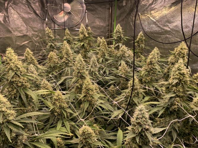 Euforia. High frequency fertigation. Week 11