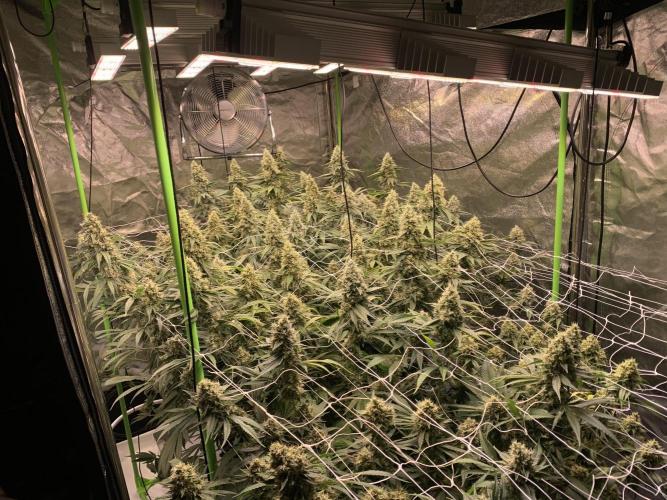 Euforia. High frequency fertigation. Week 11