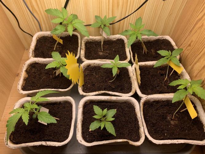 Cherry Popper :). Week 2