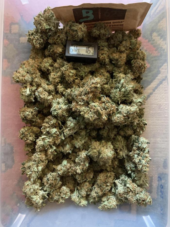 Euforia. High frequency fertigation. Week 12