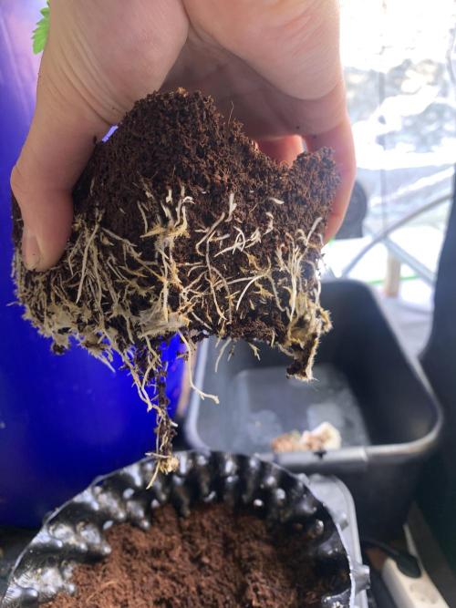 Cherry Popper :). Week 3