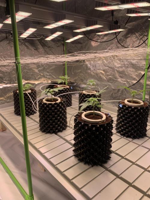 Cherry Popper :). Week 3