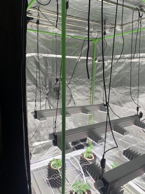 Cherry Popper :). Week 3