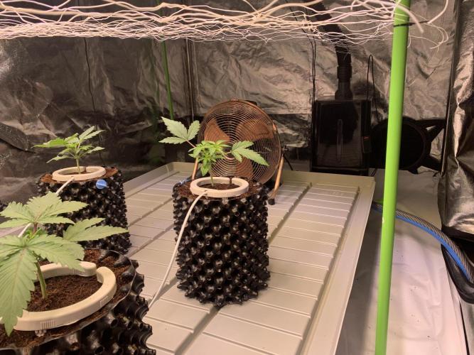 Cherry Popper :). Week 3