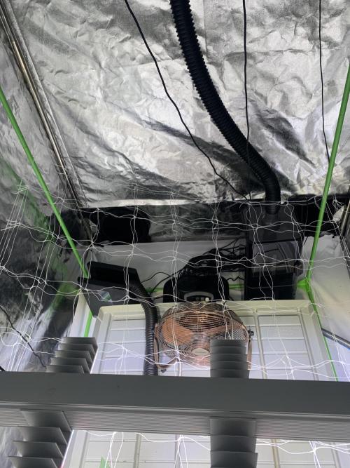 Cherry Popper :). Week 3