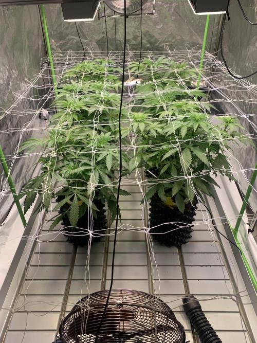 Cherry Popper :). Week 4