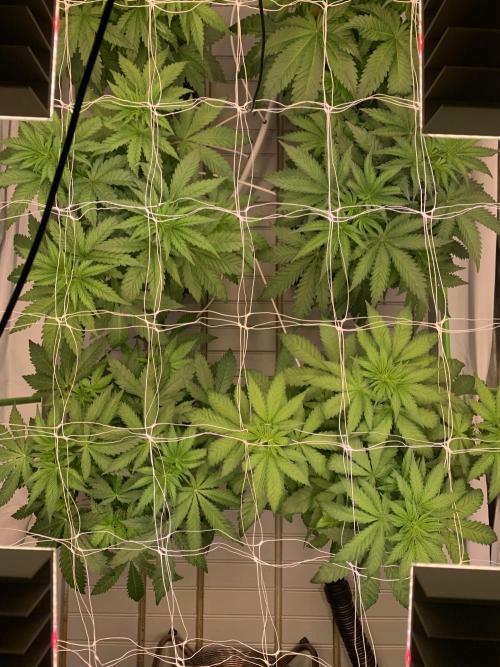 Cherry Popper :). Week 4