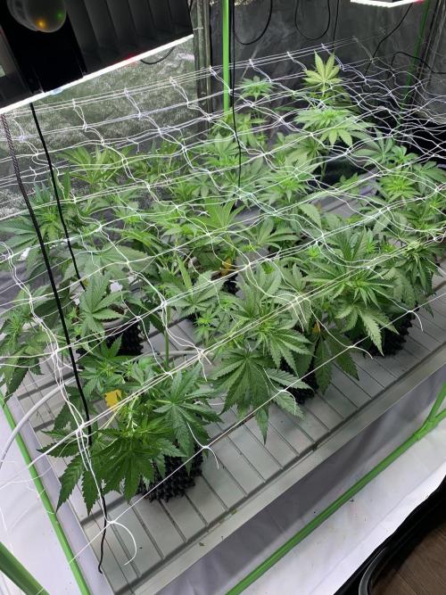 Cherry Popper :). Week 5 - after lp