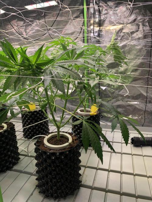 Cherry Popper :). Week 5 - after lp