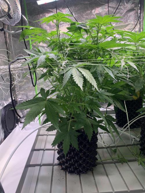Cherry Popper :). Week 5 - before lp
