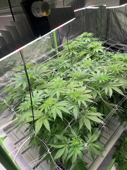 Cherry Popper :). Week 5 - before lp