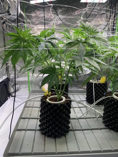 Cherry Popper :). Week 5 - after lp