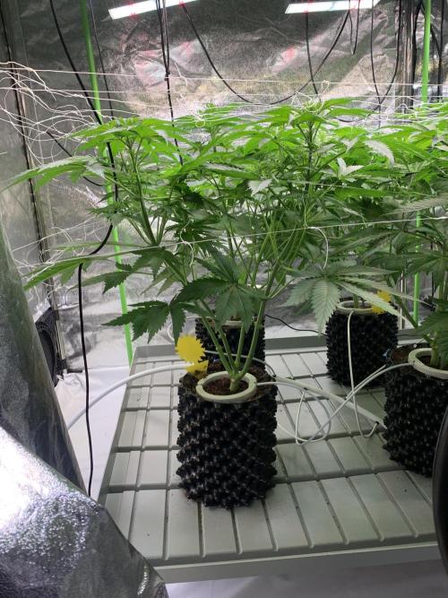 Cherry Popper :). Week 5 - 3 days after lp