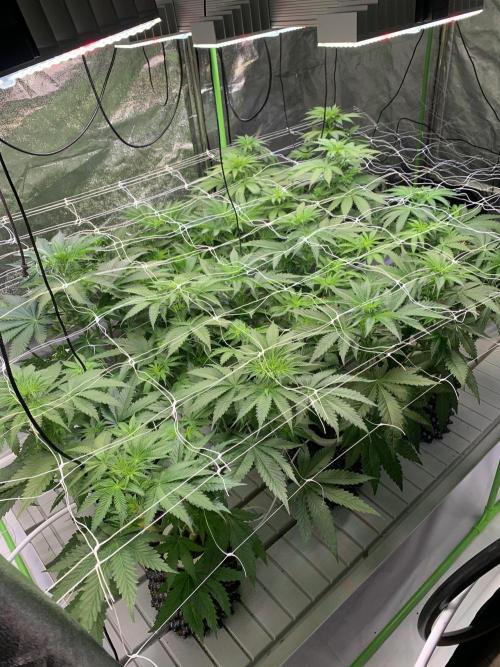 Cherry Popper :). Week 5 - 3 days after lp