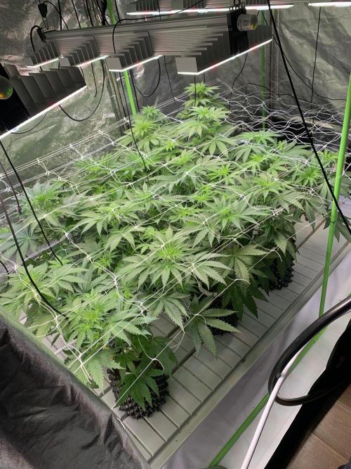 Cherry Popper :). Week 5 - 3 days after lp