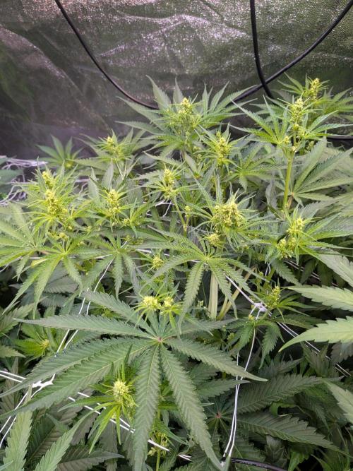 Cherry Popper :). Week 6