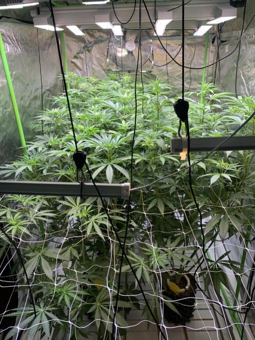 Cherry Popper :). Week 6