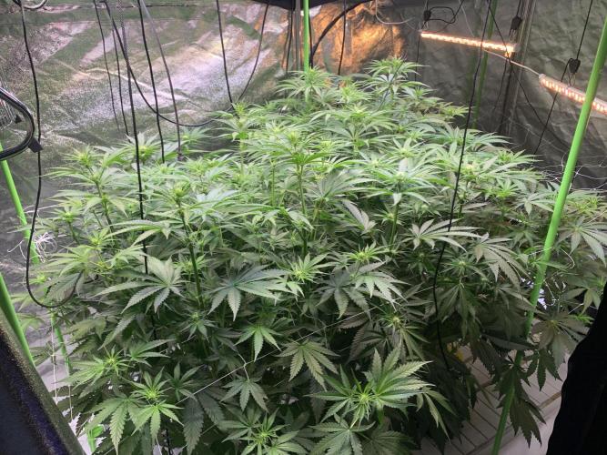 Cherry Popper :). Week 6