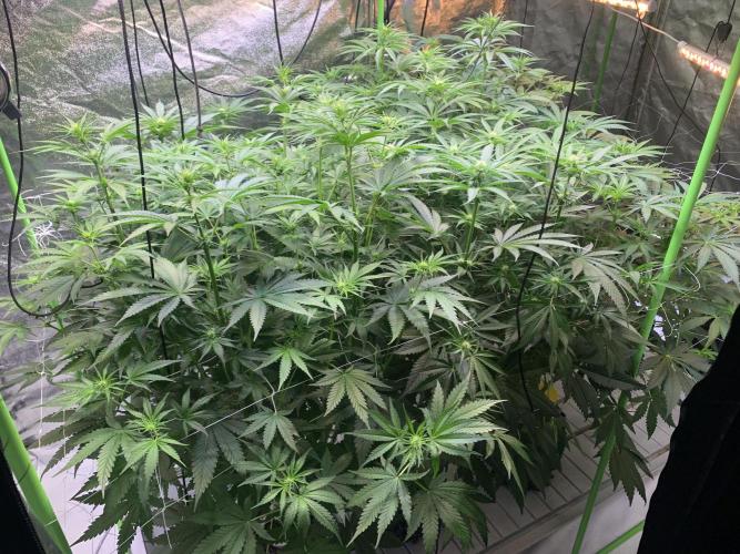 Cherry Popper :). Week 6