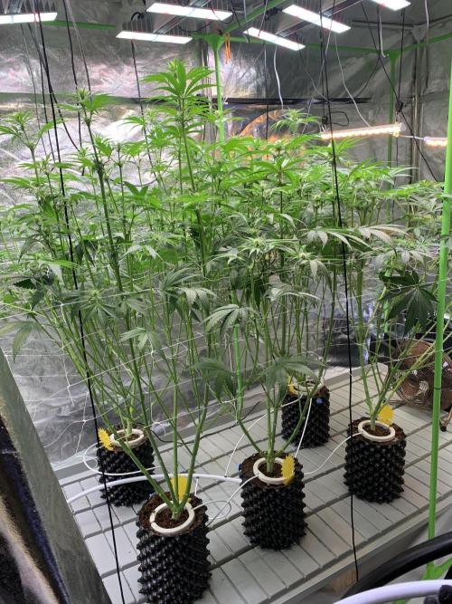 Cherry Popper :). Week 7 - 16.03