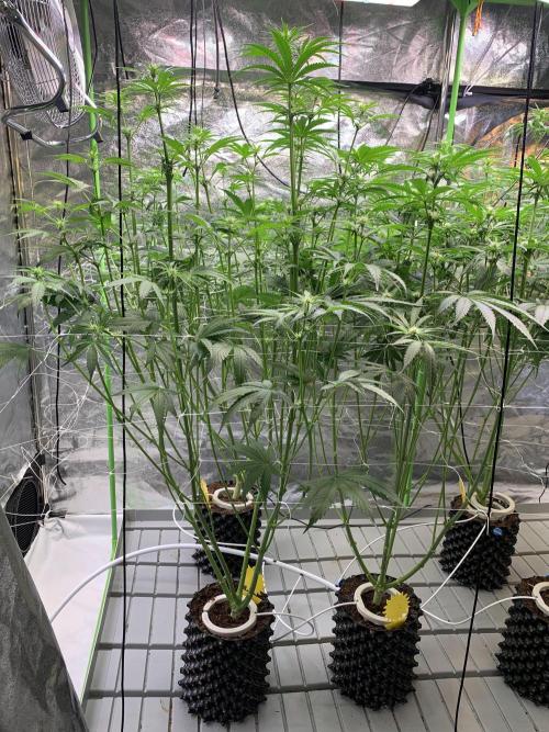Cherry Popper :). Week 7 - 16.03