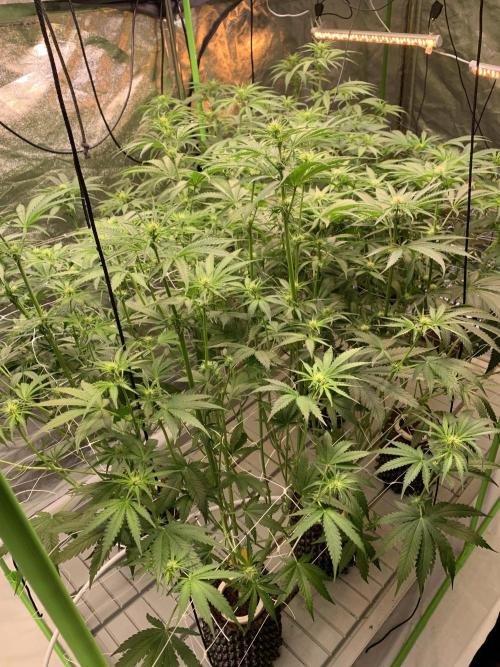 Cherry Popper :). Week 7 - 16.03
