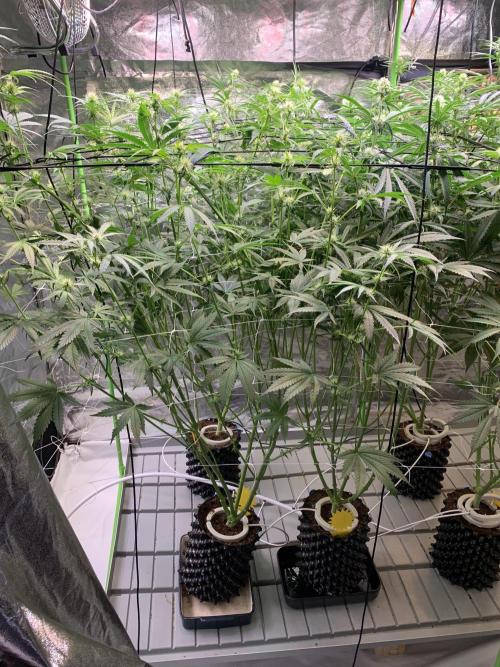 Cherry Popper :). Week 7 - 21.03