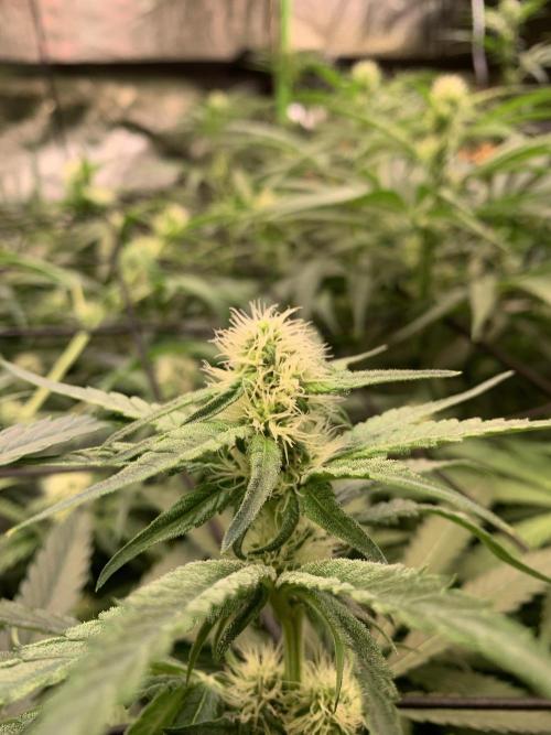 Cherry Popper :). Week 7 - 21.03