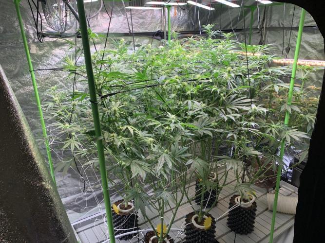 Cherry Popper :). Week 7 - 21.03