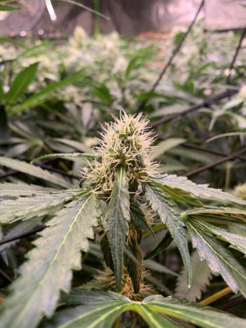 Cherry Popper :). Week 8