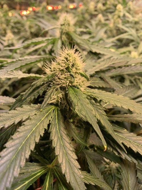 Cherry Popper :). Week 8