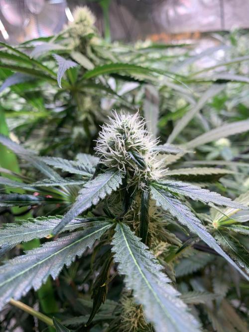 Cherry Popper :). Week 8