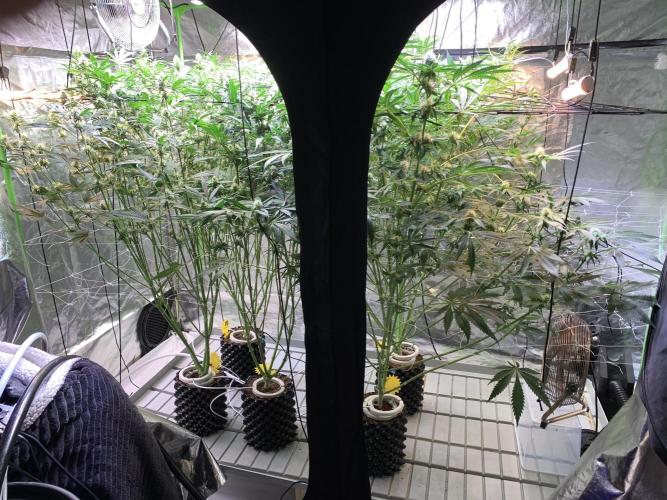 Cherry Popper :). Week 8