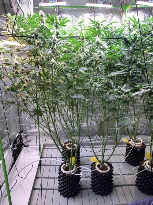 Cherry Popper :). Week 8