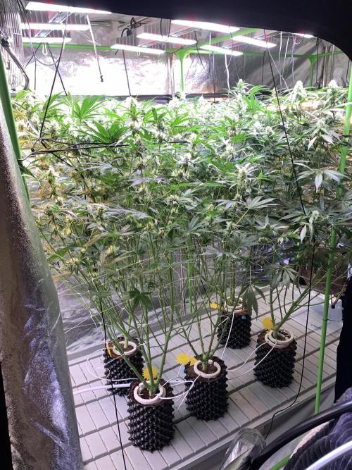 Cherry Popper :). Week 8