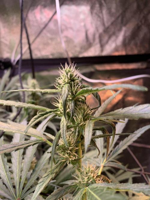 Cherry Popper :). Week 8