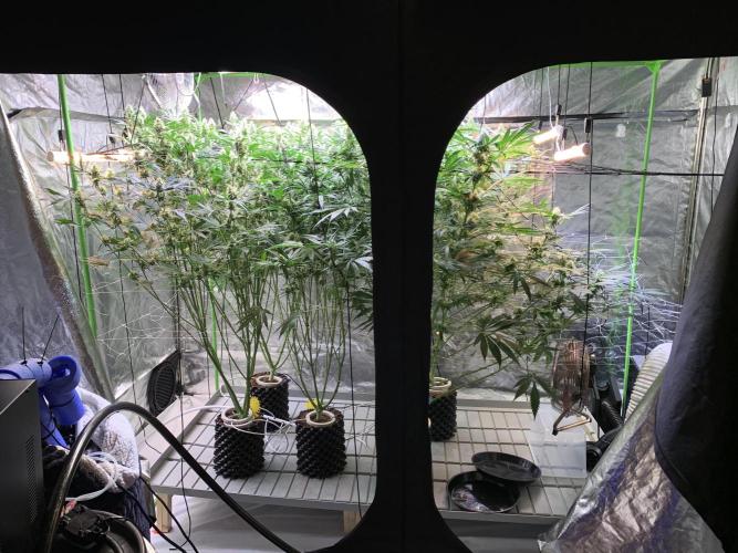 Cherry Popper :). Week 9