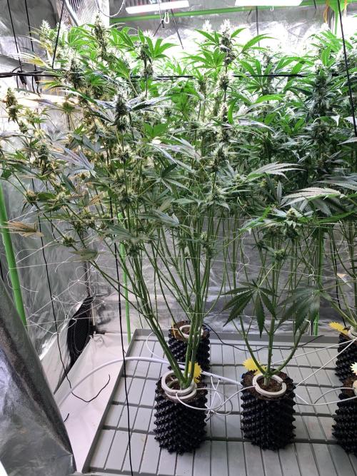 Cherry Popper :). Week 9