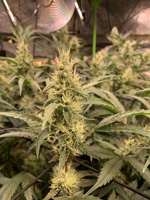 Cherry Popper :). Week 9