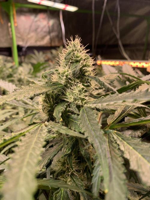 Cherry Popper :). Week 9