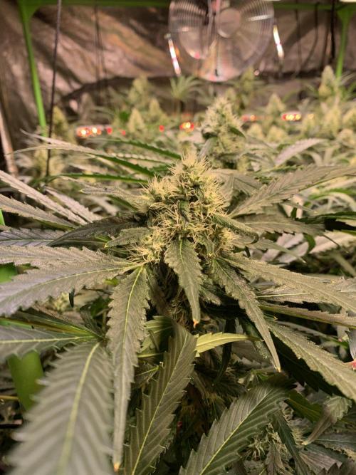 Cherry Popper :). Week 9