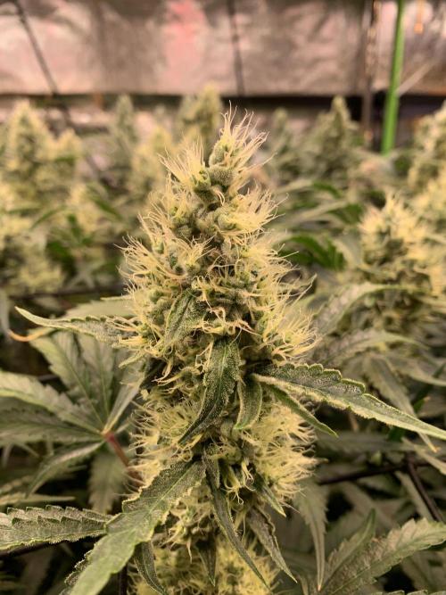 Cherry Popper :). Week 10