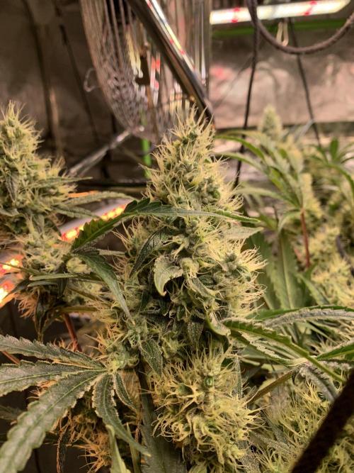 Cherry Popper :). Week 10