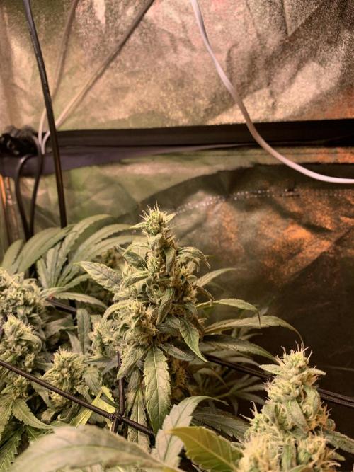 Cherry Popper :). Week 10