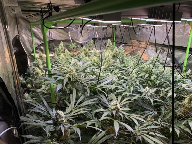 Cherry Popper :). Week 10