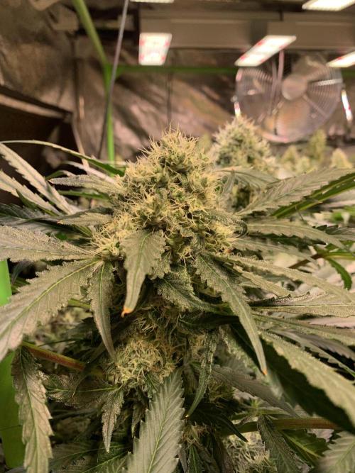 Cherry Popper :). Week 10