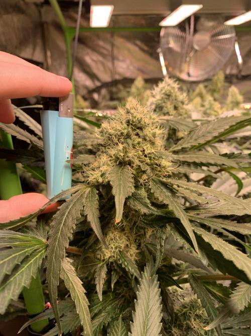 Cherry Popper :). Week 10