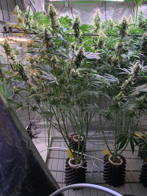 Cherry Popper :). Week 10
