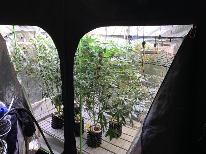 Cherry Popper :). Week 10